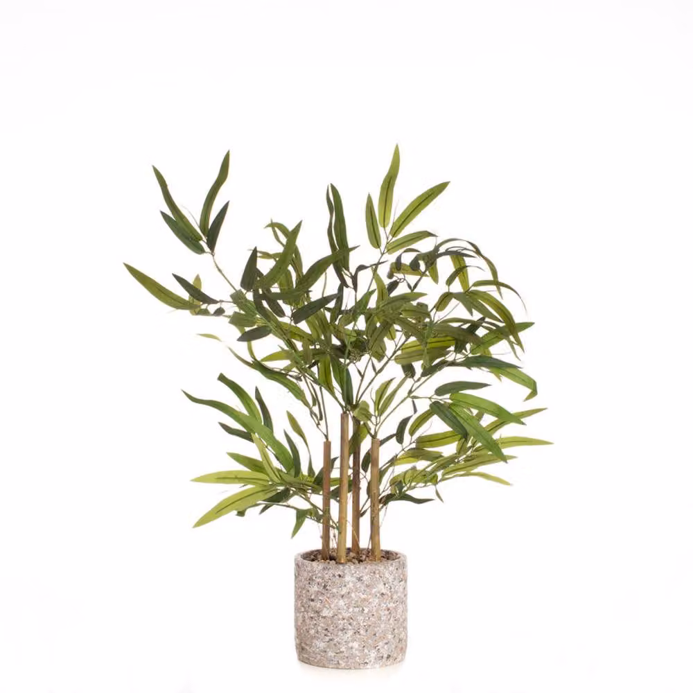 Scottish Everlastings Ltd Green Tabletop Bamboo in a Concrete Pot – 2