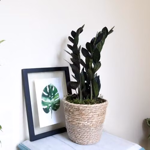 Thompson & Morgan Zamioculcas zamiifolia Raven Indoor Houseplant with Glossy Black Foliage, 2 x 14cm Potted Plants – 3