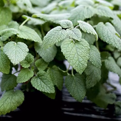 Thompson and Morgan Lemon Balm Melissa officinalis Herb Seeds with White Blooms, Approx. 500 Seeds