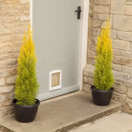 You Garden Set of 10 Cupressus Conifer Macrocarpa Goldcrest Trees in 10.5cm Pots, Height: 28-30cm – 3