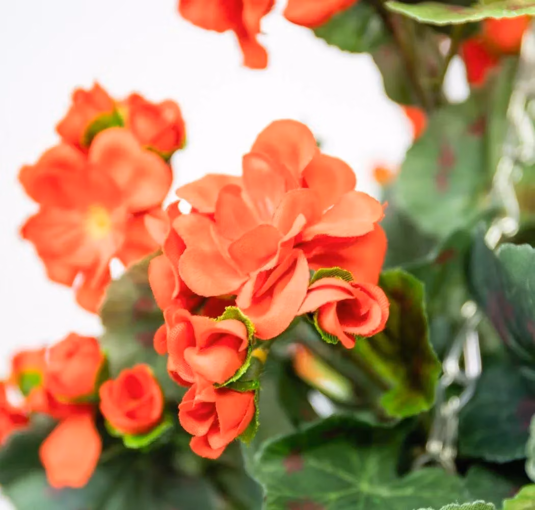Primrose Pair of Large Red Artificial Geranium Flowers in Rattan Hanging Baskets, Diameter: 30 cm – 5