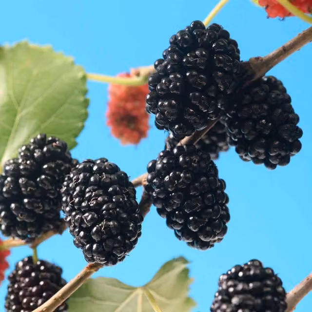 Marshalls Garden Mojo Berry Black Mulberry Bush in a Pot