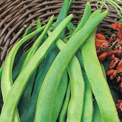 Thompson and Morgan Enorma Runner Bean Seeds, 40 Seeds