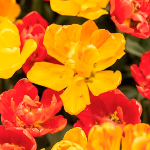 Thompson & Morgan Tulip Baby Blend Compact Early Flowering Bulbs, Multicolour Orange, Red and Yellow, 16 Bulbs – 2