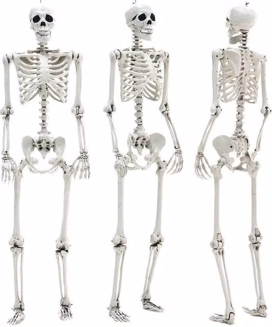 NESTLUNE White Poseable Human Skeleton Prop for Halloween and Parties, W/D/H: 100 x 15 x 15 cm – 1