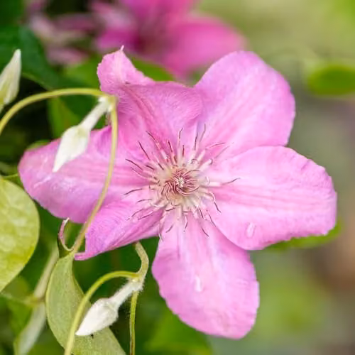 Thompson and Morgan Clematis Bridgewater Hardy Perennial Climber, Pink Summer Flowers, 2 x 3 Ltr Potted Plants