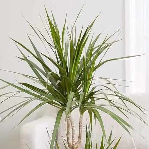Plant Theory Dracaena Marginata Dragon Tree Indoor Plant with 19cm Pot, Height: 100 cm