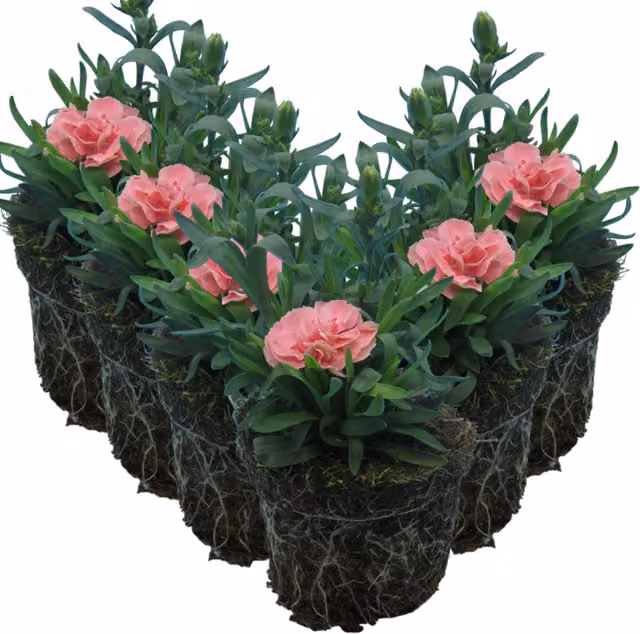 Plants by Post Pink Star Carnation Potted Shrub