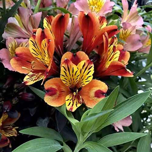 Thompson & Morgan Indian Summer Alstroemeria Peruvian Lily Plants, Orange and Yellow Blooms, 6x Jumbo Plug Plants