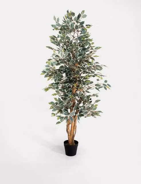 Blooming Artificial 6ft Ficus Tree in Pot, Green