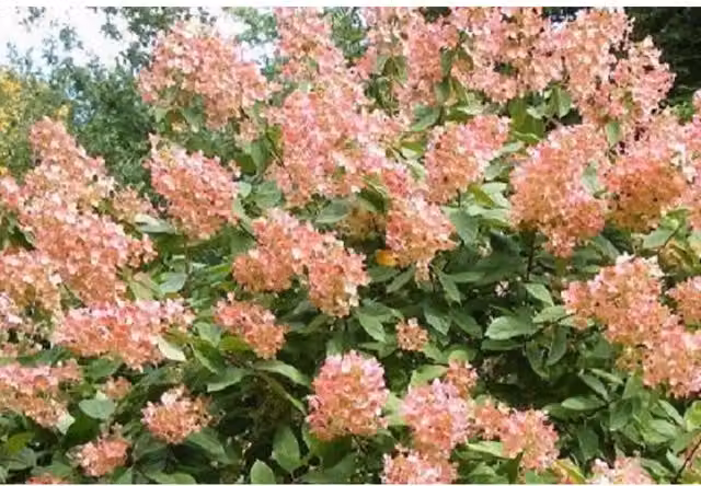 Direct Plants Hydrangea Paniculata Pink Diamond Ornamental Garden Shrubs, Pack of 3