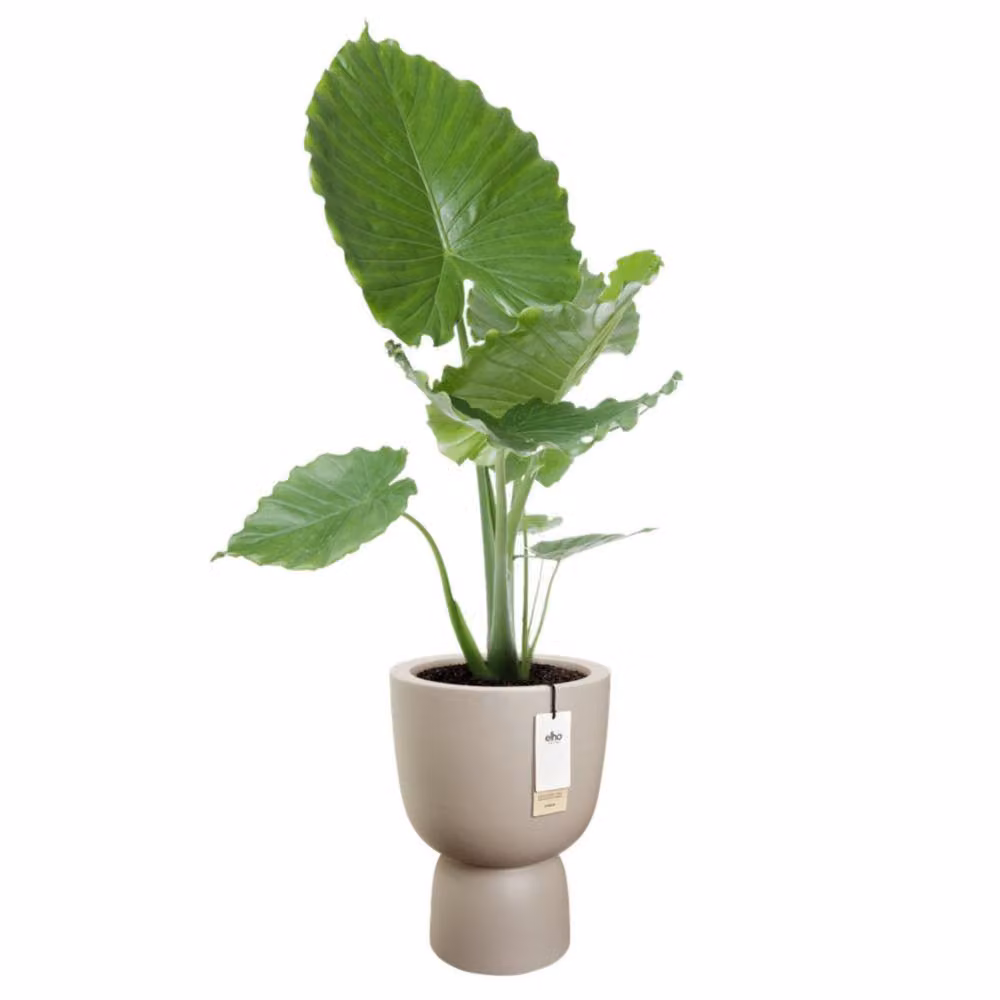 elho Amber Coupe 41 Planter, Beige – 3