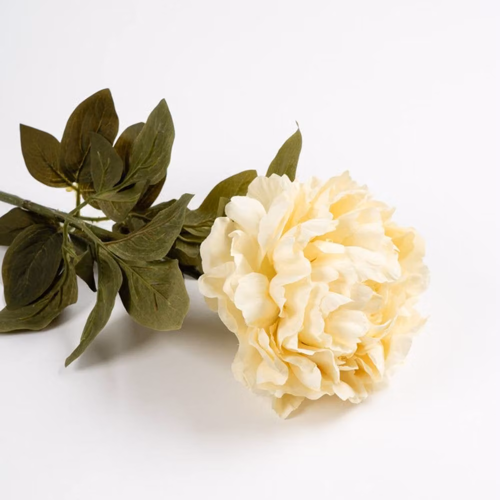 Scottish Everlastings Ltd Cream Peony Stem 3 Pack, Height: 73 cm
