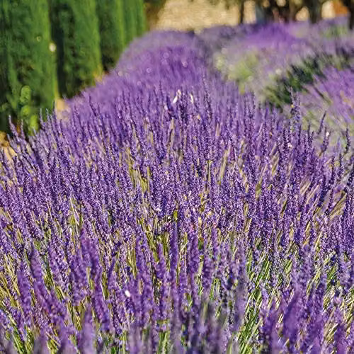 Thompson & Morgan English Lavender Munstead Potted Evergreen Ornamental Shrub, Purple and Silver, 2 x 9cm Pots