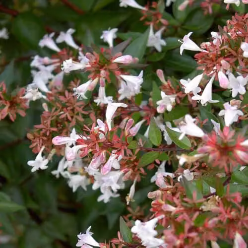 Thompson & Morgan Abelia x grandiflora Fragrant Flowering Ornamental Shrub, Pink and White, 2 x 3.6L Pots – 1