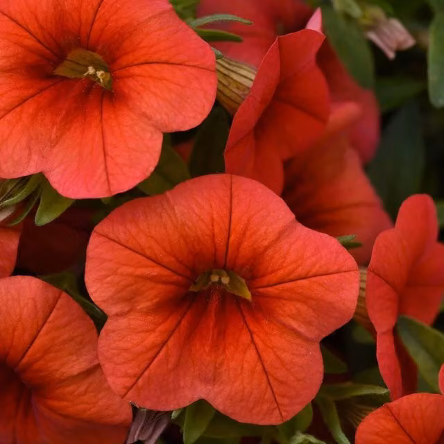 Set of 3 Plant Theory Red Cabaret Double Early Orange Petunia and Calibrachoa Bedding Plants in 9cm Pots