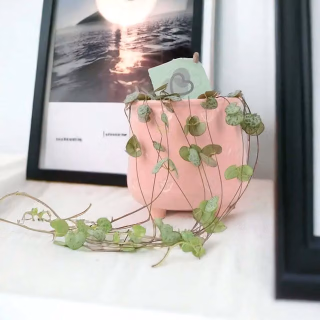 Plants by Post Ceropegia String of Hearts Indoor Trailing Houseplant with Silver, Purple and Green Foliage in an 8.5cm Pot