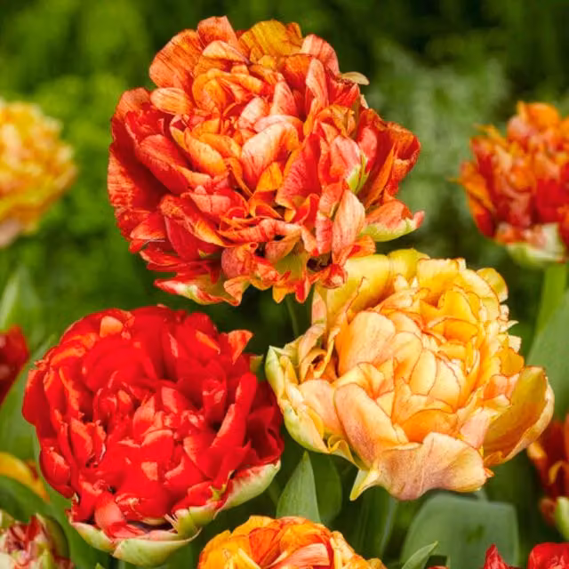 Marshalls Garden Tulip Gudoshnik Double Flower Bulbs in Orange, Pink and Multicolour