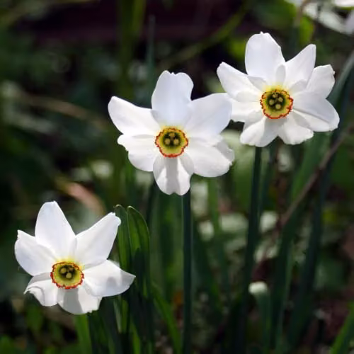 YouGarden Narcissus Pheasant's Eye Bulbs, 24 Bulbs, White, Red and Yellow – 4