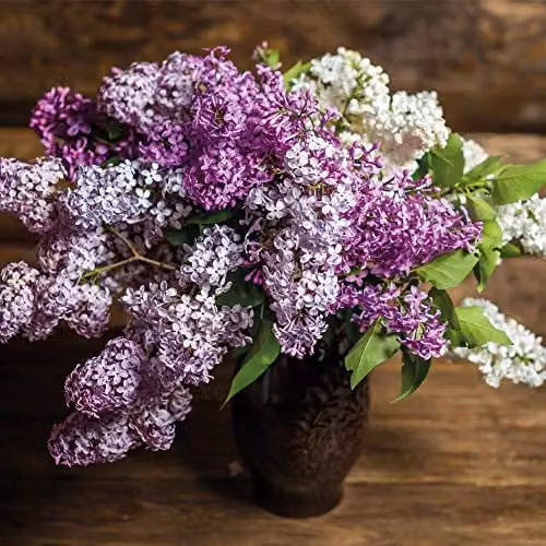 Thompson and Morgan Lilac Fragrant Trio Collection of 3 Hardy Ornamental Shrubs, including Miss Kim, Saugeana and Josikaea, in 9cm Pots