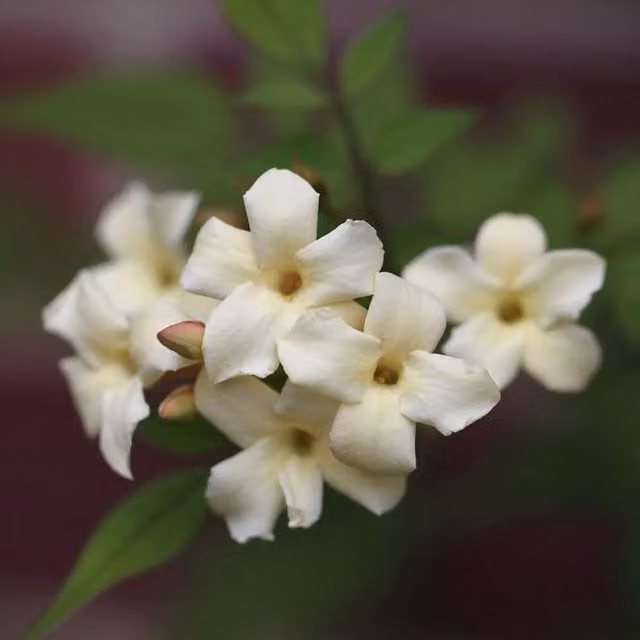 Plant Theory Jasminum Officinale Devon Cream White Flowering Climbing Plant, Green