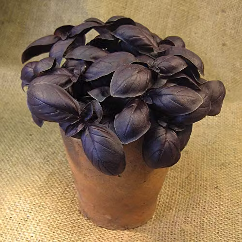 Thompson & Morgan Crimson King Purple Basil Seeds, 150 Seeds – 2