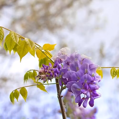 Thompson and Morgan Wisteria frutescens Amethyst Falls Compact Hardy Climbing Shrub with Purple Blue Flowers, 9cm Pot – 6