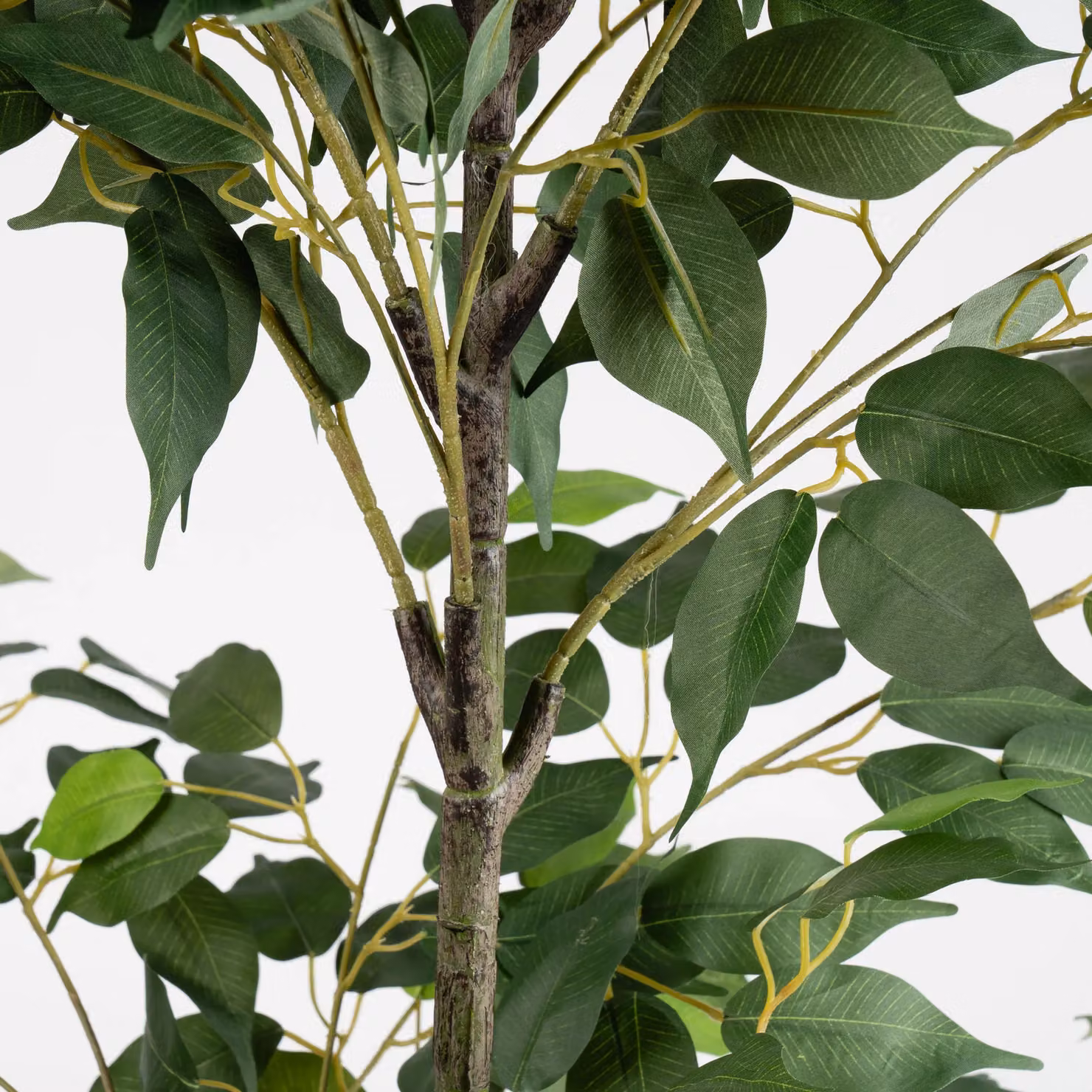 Scottish Everlastings Ltd Green Ficus Tree, Height: 140 cm – 3
