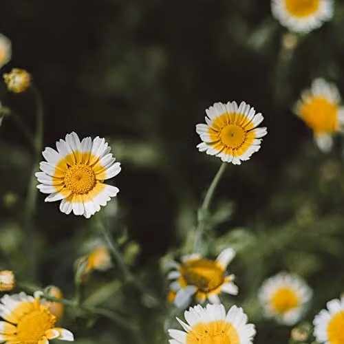 Thompson and Morgan Garland Chrysanthemum coronarium Primrose Gem Crown Daisy Yellow Flower Seeds (50 Seeds)