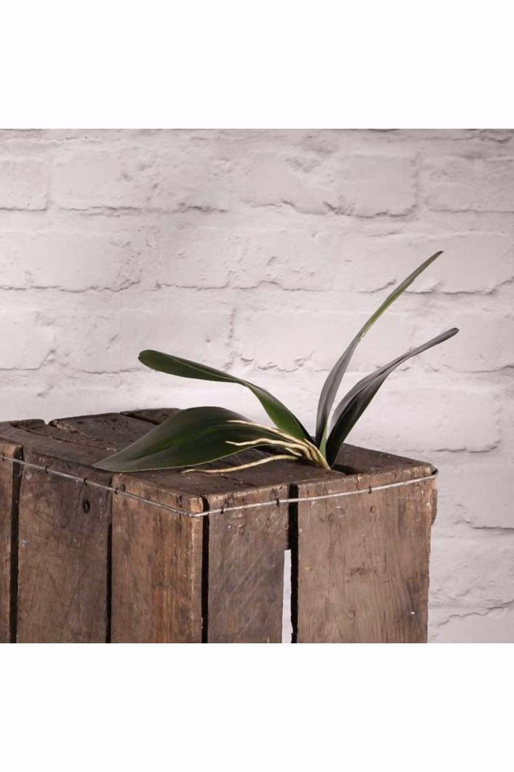 KDMD Phalaenopsis Green Plastic Leaves, 2 Pack – 2