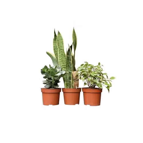 Thompson & Morgan Easy Sleep Collection of 3 Air-Purifying Indoor Potted Plants including Sansevieria Laurentii and Crassula Hulk, 12cm Pots – 2