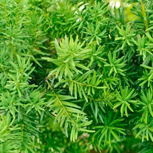 YouGarden Taxus Baccata Yew Hedging Plants, Evergreen Shrubs in 24 x 9cm Pots, 25-35cm Tall – 1