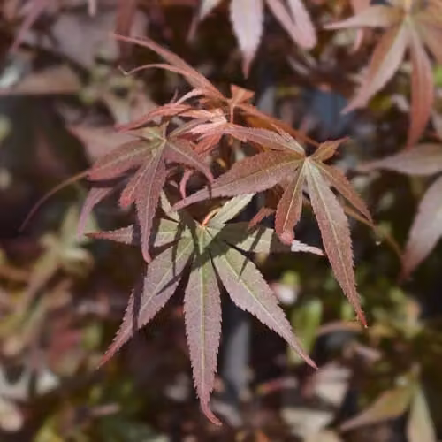 Thompson & Morgan Acer palmatum Skeeters Broom Dwarf Japanese Maple Tree with Red Foliage, 4 Litre Pot – 1