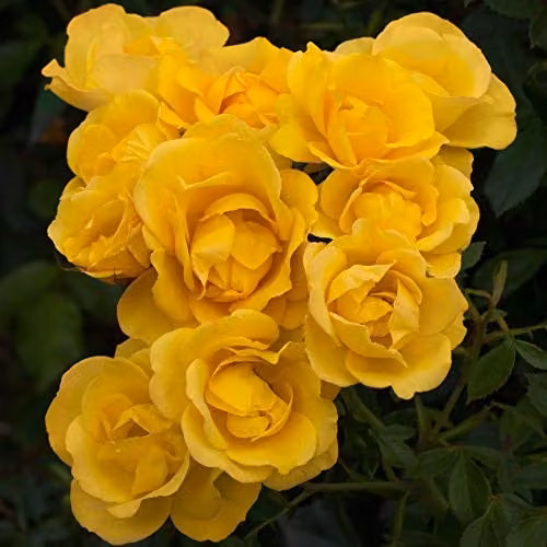 Thompson and Morgan Grandma's Rose Rosa Floribunda Potted Plant with Scented Yellow Flowers, 1 x 3 Litre Pot