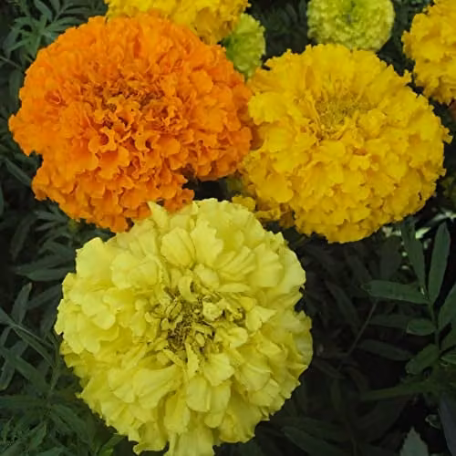 Thompson and Morgan African Marigold Seeds Crackerjack Mixed Tagetes with Orange and Yellow Blooms, 250 Seeds