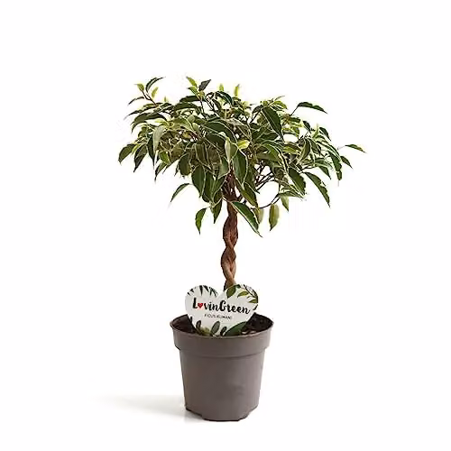 Thompson and Morgan Ficus benjamina Nina Indoor Ornamental Shrub with Braided Stem in a 12 cm Pot – 3