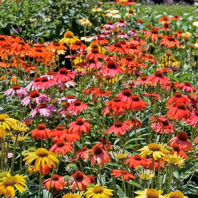 Marshalls Garden Echinacea Cheyenne Spirit Mixed Perennial Ornamental Plant, Multicolour