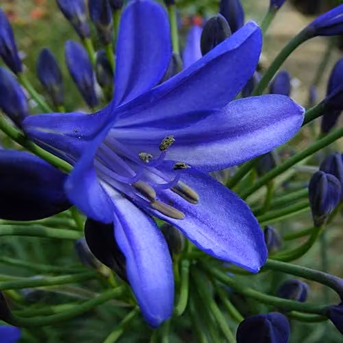 Thompson and Morgan Agapanthus Northern Star Blue African Lily Hardy Perennial Potted Plant, 1 x 3 Litre Pot – 2