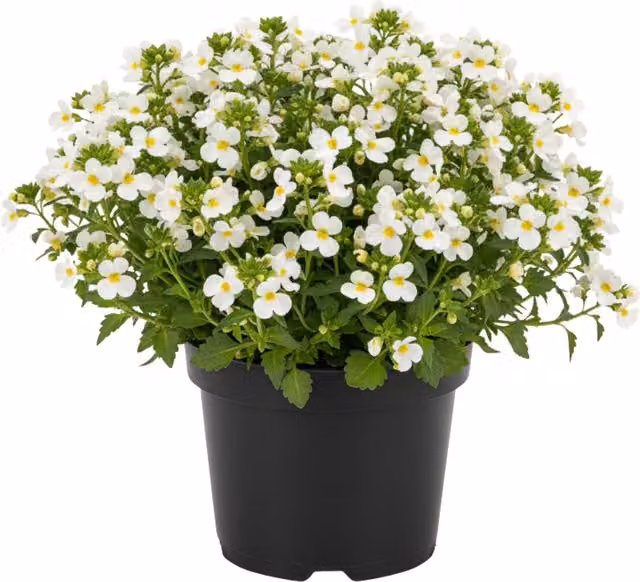Plants By Post Diascia Trinity Grace White Ornamental Outdoor Shrub, 3 Pack