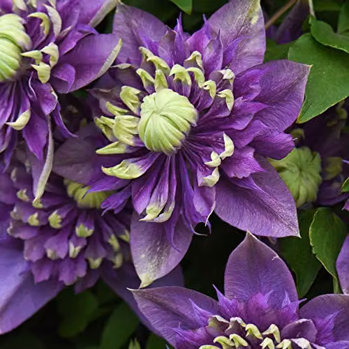 Thompson and Morgan Clematis Florida Taiga Hardy Climbing Shrub, Purple and Green, 11cm Pot – 6