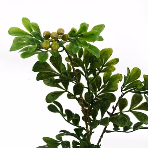 Leaf Green Artificial Bonsai Tabletop Tree H 45.0 cm x W 20.0 cm x D 20.0 cm – 3