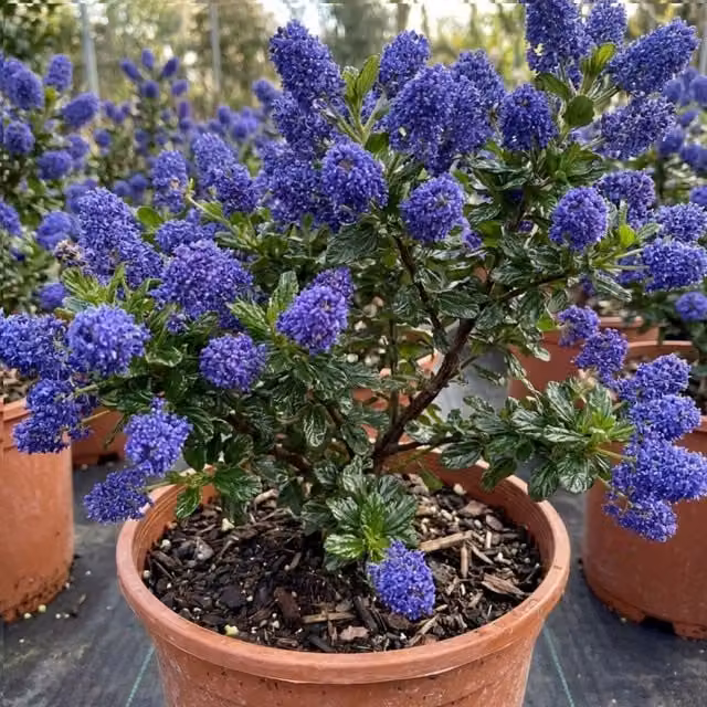 Plants By Post Ceanothus Puget Blue Evergreen Ornamental Shrub, 3L Pot