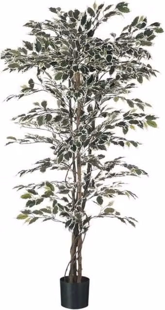 KDMD Green Variegated Ficus Potted Indoor Ornamental Tree, Height: 183 cm