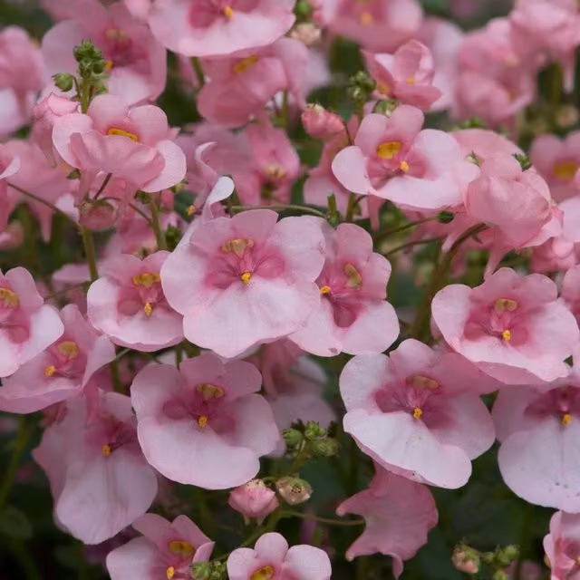Set of 3 Plant Theory Diamond Light Pink Diascia Bedding Plants in 9cm Pots