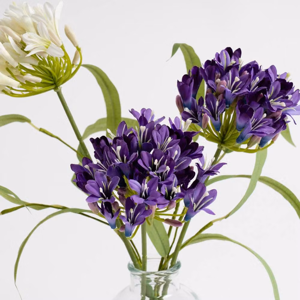 Scottish Everlastings Ltd Purple Agapanthus in a Glass Vase, Height: 40 cm – 2