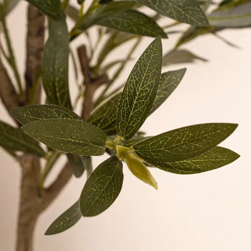 Scottish Everlastings Ltd 120 cm Green Mediterranean Olive Tree – 2