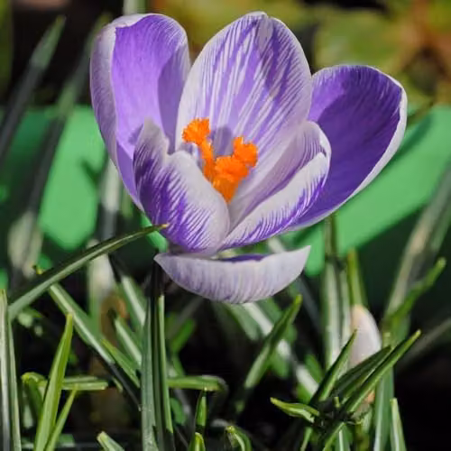 Thompson and Morgan Crocus Pickwick Bulbs, Purple and White Spring Flowering Bulbs, 40 Bulbs – 2