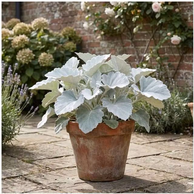 Plants By Post Senecio Angel Wings Silver Leaf Ornamental Shrub, Silver White, 5L Pot