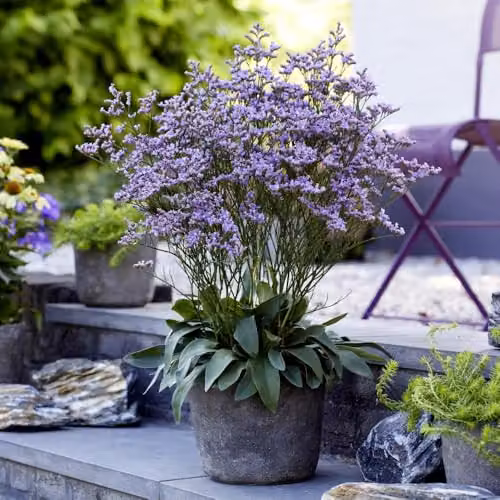Thompson & Morgan Limonium Dazzle Rocks Pink-Purple Siberian Statice Perennial Plant, 2 Litre Pot – 3