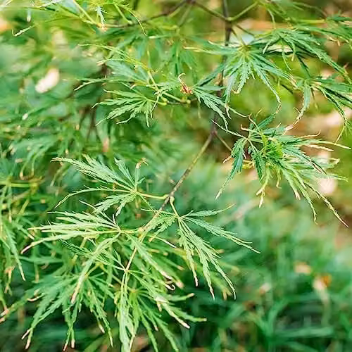 YouGarden Acer palmatum Dissectum Emerald Lace Japanese Maple Ornamental Shrub in 1.5L Pot – 1